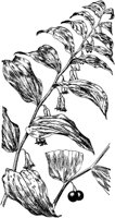 PLF267I.TIF