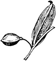PLF267G.TIF