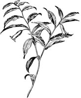 PLF267F.TIF