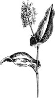 PLF267D.TIF