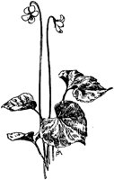 PLF267C.TIF