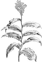 PLF267A.TIF