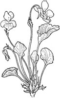 PLF266H.TIF