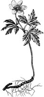 PLF265G.TIF