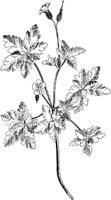 PLF265E.TIF