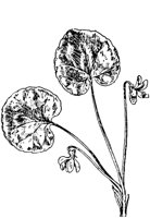 PLF265D.TIF