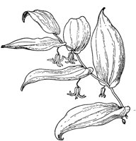 PLF265C.TIF