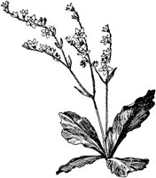 PLF264G.TIF