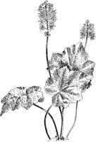 PLF264F.TIF