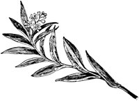 PLF264E.TIF