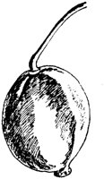 PLF264C.TIF