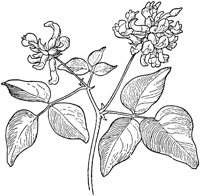 PLF263G.TIF