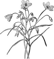 PLF263F.TIF