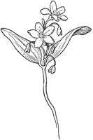 PLF263D.TIF