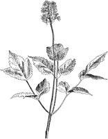 PLF263A.TIF