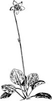 PLF262F.TIF
