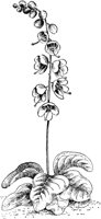 PLF262E.TIF