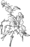 PLF262C.TIF
