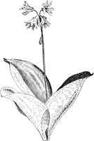 PLF262A.TIF