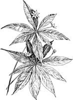 PLF261E.TIF