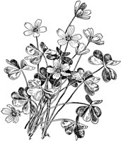 PLF261D.TIF