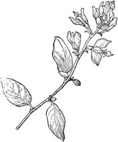 PLF261C.TIF