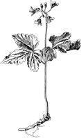PLF261A.TIF