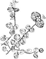 PLF260F.TIF
