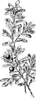 PLF260C.TIF