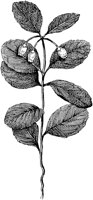 PLF260B.TIF