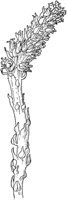PLF260A.TIF
