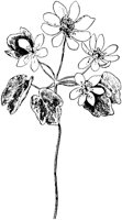 PLF259D.TIF