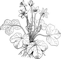 PLF259C.TIF
