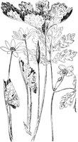 PLF259B.TIF