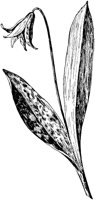 PLF258F.TIF