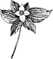 PLF258D.TIF