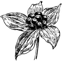 PLF258C.TIF