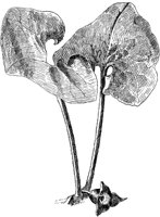 PLF258B.TIF