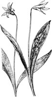 PLF258A.TIF