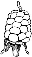PLF257F.TIF