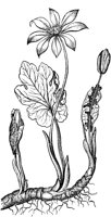 PLF257E.TIF