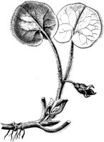 PLF257C.TIF