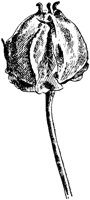 PLF256G.TIF