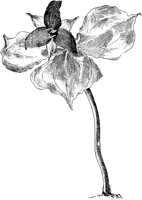 PLF256F.TIF