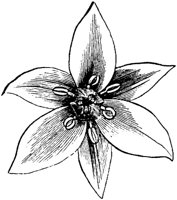 PLF256E.TIF