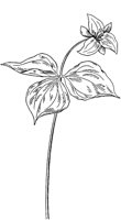 PLF256D.TIF