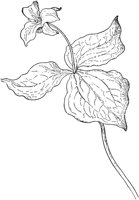 PLF256C.TIF