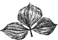 PLF256B.TIF