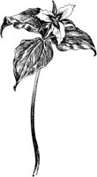 PLF256A.TIF