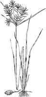 PLF255G.TIF